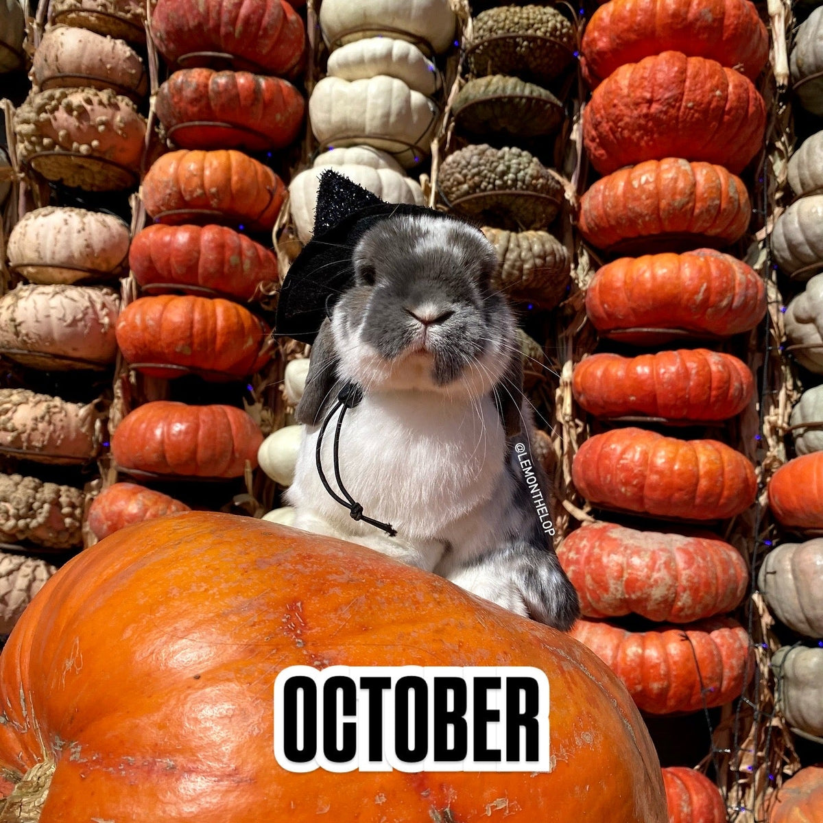 FALL COLLECTION